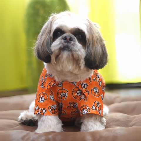 PawTaaka Smiley Faces Dog Shirt – Orange Joy Edition