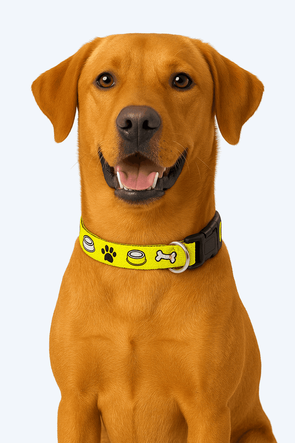 PawTaaka Emoji Munch Dog Collar in quirky yellow worn by a happy dog, perfect for stylish pups on daily walks.