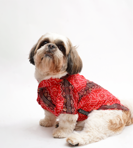 PawTaaka Royal Red Bandhani Dog Kurta – Festive Ethnic Collection
