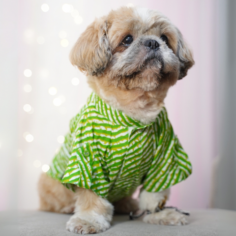 PawTaaka Leheriya Dog Kurta – Festive Green Stripes Edition
