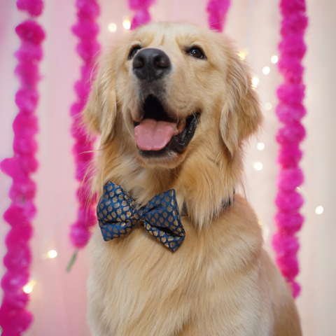 PawTaaka Festive Dog Bowtie – Adjustable, Stylish & Comfortable