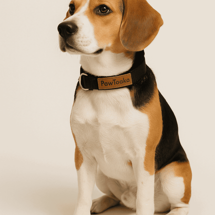 Beagle wearing PawTaaka Basics Solid Strap Collar – Midnight Black, showcasing fit and comfort for medium-sized dogs in pet accessories category.