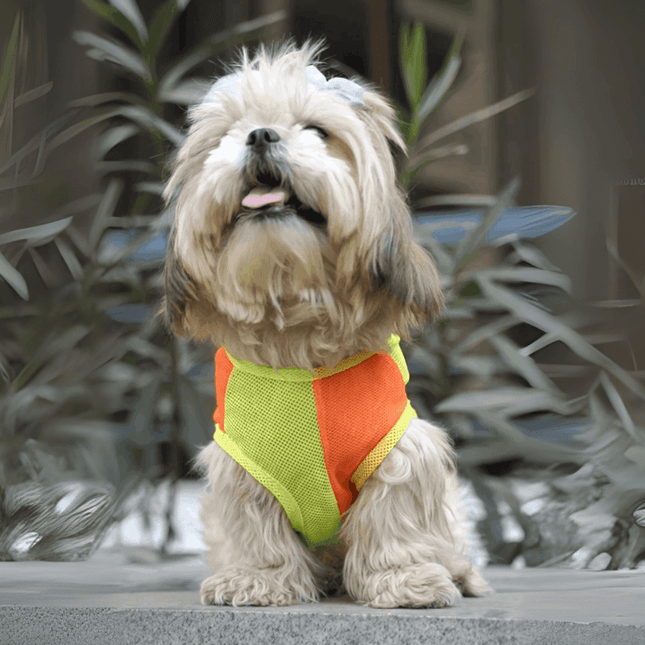Small dog wearing PawTaaka Neon Pulse Dog Vest in orange and green mesh, perfect for trendy and breathable summer wear.