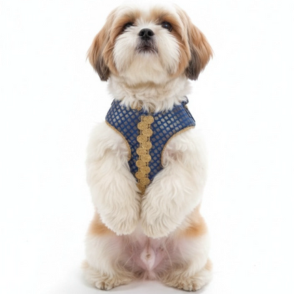 PawTaaka Luxe Gold Lace Harness & Leash – Royal Blue Festive Edition