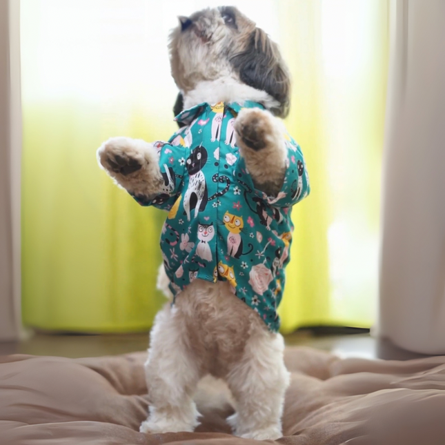 PawTaaka Kitty Doodles Dog Shirt – Teal Meow Edition