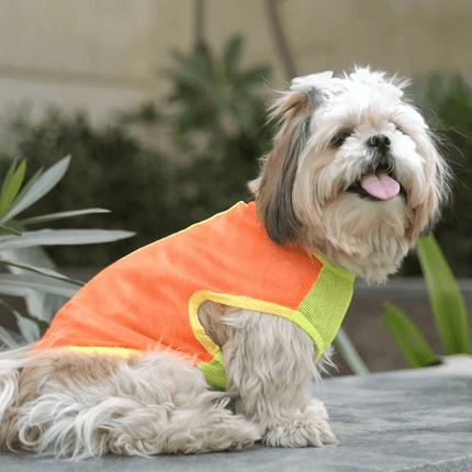 Shih Tzu in vibrant orange and green PawTaaka Neon Pulse Dog Vest, designed for comfort and visibility during summer outings.