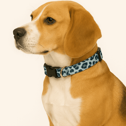 Beagle wearing PawTaaka blue leopard print dog collar, showcasing trendy and secure fit for everyday pet use.