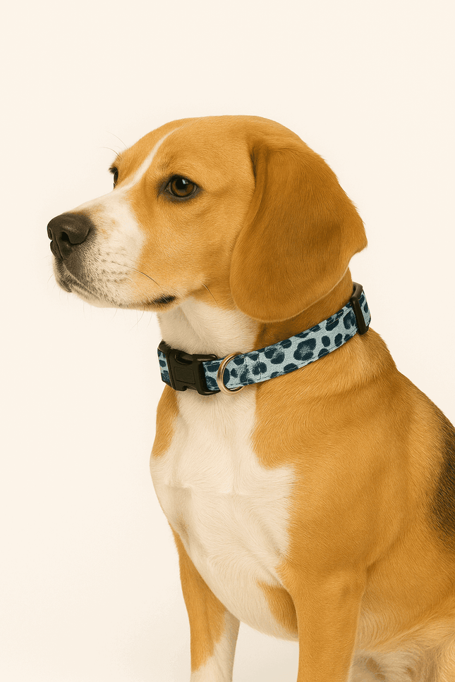 Beagle wearing PawTaaka blue leopard print dog collar, showcasing trendy and secure fit for everyday pet use.