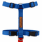 PawTaaka Blue Rush H Harness in vibrant blue and red, featuring adjustable straps and secure buckles for a stylish, lightweight dog harness.