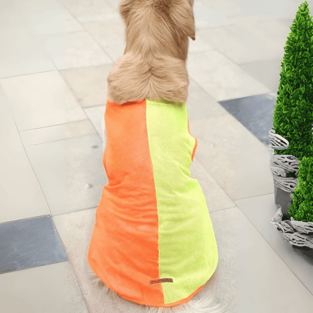 PawTaaka Neon Pulse Dog Vest in orange and green mesh shown on a golden retriever from the back, ideal for summer pet apparel.