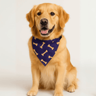 Golden retriever wearing PawTaaka Bone Vibes Dog Bandana in navy with yellow bone print, ideal for stylish pet apparel lovers.
