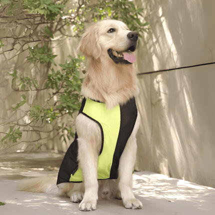 Golden Retriever wearing PawTaaka Neon Pulse Dog Vest in green and black mesh, ideal for summer walks and outdoor adventures.