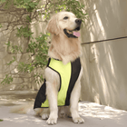 Golden Retriever wearing PawTaaka Neon Pulse Dog Vest in green and black mesh, ideal for summer walks and outdoor adventures.