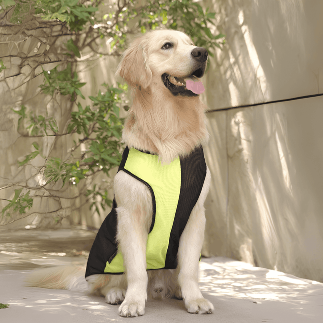 Golden Retriever wearing PawTaaka Neon Pulse Dog Vest in green and black mesh, ideal for summer walks and outdoor adventures.