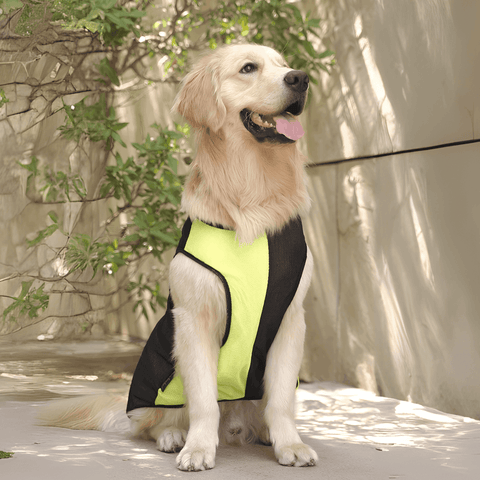 PawTaaka Neon Pulse Dog Vest – Green & Black Mesh Edition