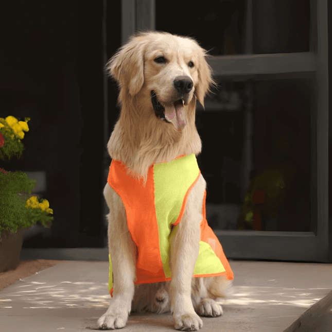 Golden retriever sitting in PawTaaka Neon Pulse Dog Vest – Orange & Green, a stylish and comfortable mesh dog t-shirt.