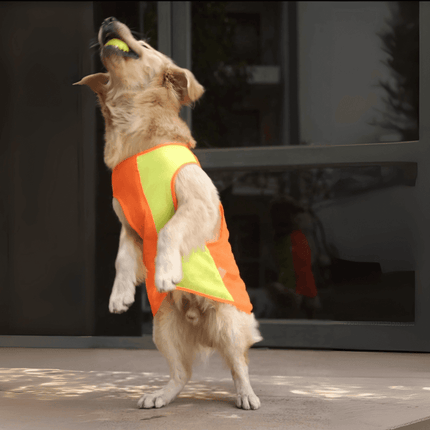 Golden retriever jumping while wearing PawTaaka Neon Pulse Dog Vest – Orange & Green, showcasing active fit and breathable mesh.