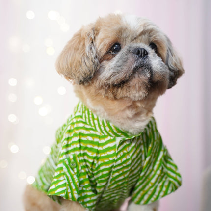 Small dog wearing a green festive kurta from the Kurta + Rakhi Combo for Dogs, perfect for Raksha Bandhan celebrations. Includes a handcrafted rakhi.