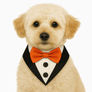 PawTaaka Dapper Tuxedo Dog Bandana with red bowtie on a fluffy cream-colored dog. Ideal tuxedo dog outfit for weddings and birthday parties.