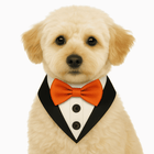 PawTaaka Dapper Tuxedo Dog Bandana with red bowtie on a fluffy cream-colored dog. Ideal tuxedo dog outfit for weddings and birthday parties.