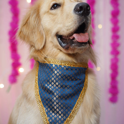 Golden Retriever wearing a festive blue brocade bandana with gold trim from the Rakhi Combo for Dogs – PawTaaka Bandana + Rakhi Gift ₹499. Ideal pet festive combo for Raksha Bandhan celebrations.