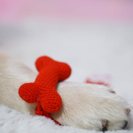 Red Bone Rakhi – Handmade Love for Pets