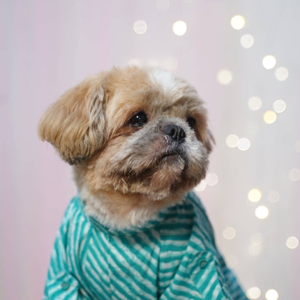 PawTaaka Blue Leheriya Dog Kurta – Festive Vibes