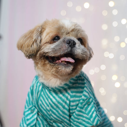 Kurta + Rakhi Combo for Dogs – Celebrate Rakhi in Style with this festive pet outfit featuring a green striped kurta and paw-themed rakhi.