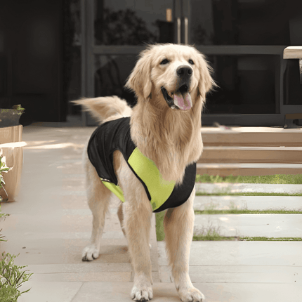 Golden Retriever standing in PawTaaka Neon Dog Vest – Green & Black, lightweight and perfect for active pets during summer outings.