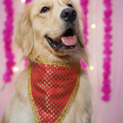 Golden retriever wearing red brocade PawTaaka bandana with gold trim from Rakhi Combo for Dogs – festive pet apparel for Raksha Bandhan ₹499.