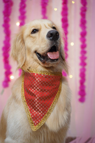PawTaaka Festive Brocade Dog Bandana – Available in Red or Blue for Raksha Bandhan
