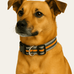 PawTaaka Urban Stripe Dog Collar on a medium-sized brown dog, showcasing the stylish striped design and secure buckle fit for everyday use.