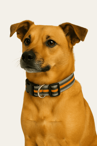 PawTaaka Urban Stripe Dog Collar