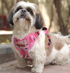 Small dog wearing PawTaaka Luxe Reflective Pink Dog Harness with cartoon snack squad print, ideal for safe and stylish daily walks.