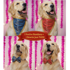 PawTaaka Festive Bowtie & Bandana Style Set – Mix & Match Your Look