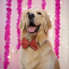 PawTaaka Festive Bowtie & Bandana Style Set – Mix & Match Your Look