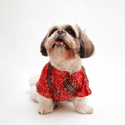 PawTaaka Royal Red Bandhani Dog Kurta – Festive Ethnic Collection