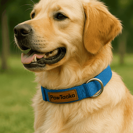 Golden retriever wearing PawTaaka Basics Solid Strap Collar – Electric Blue, showcasing fit and comfort for medium to large dogs.