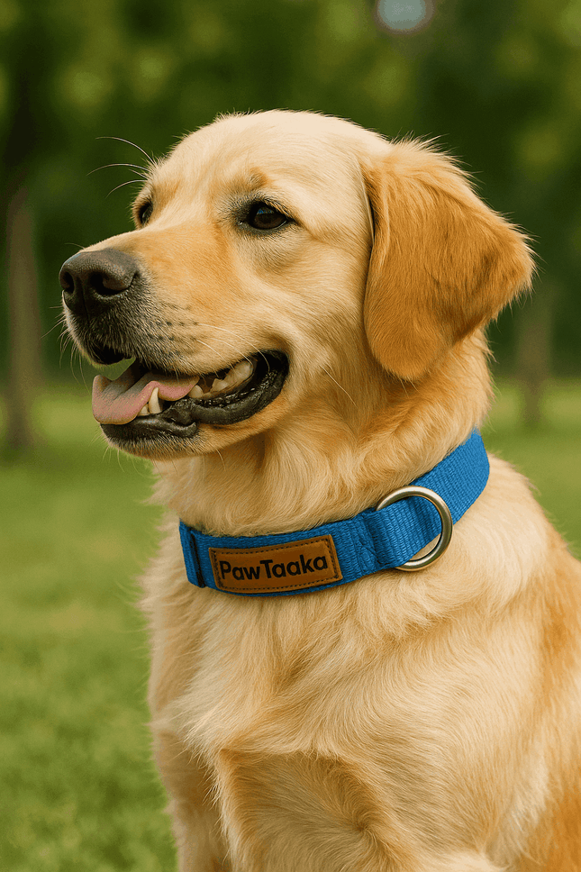 Golden retriever wearing PawTaaka Basics Solid Strap Collar – Electric Blue, showcasing fit and comfort for medium to large dogs.