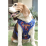 Beagle wearing PawTaaka Reflective Camo Vest Harness in blue and orange, featuring adjustable straps and padded chest for comfort and control.