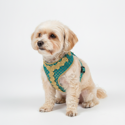 PawTaaka Luxe Festive Harness & Leash – Turquoise Green & Gold