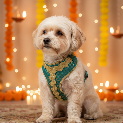 PawTaaka Luxe Festive Harness & Leash – Turquoise Green & Gold