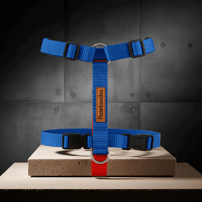 PawTaaka Blue Rush H Harness displayed on a pedestal with modern background, highlighting its sleek design and adjustable fit for dogs.