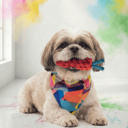 PawTaaka Holi Pawsome Bandana Box