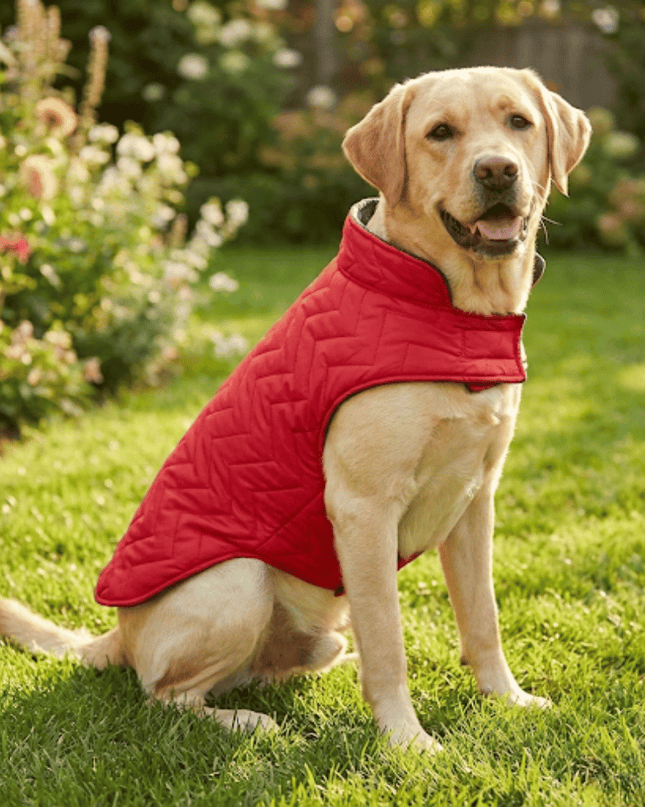 PawTaaka Everyday Reversible Winter Jacket – Red Quilted & Blue Star Fleece